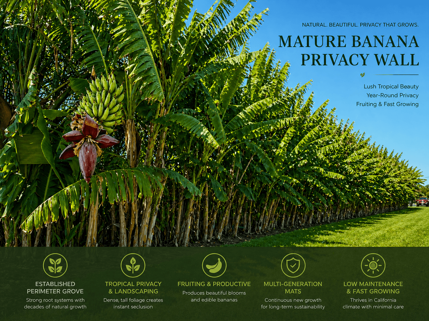 Mature banana privacy wall graphic with tropical privacy benefits