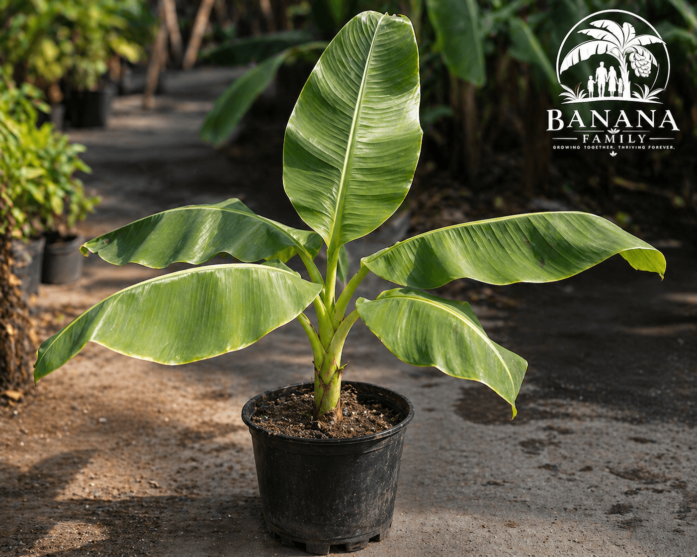 Dwarf Cavendish Banana Plant - Standard