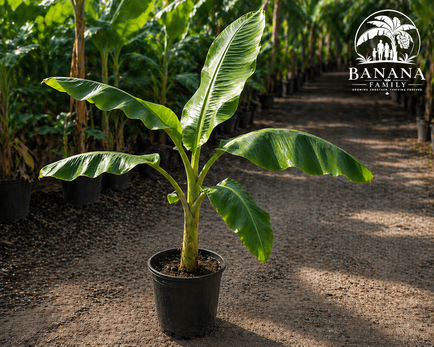 Dwarf Cavendish starter banana plant in a nursery container